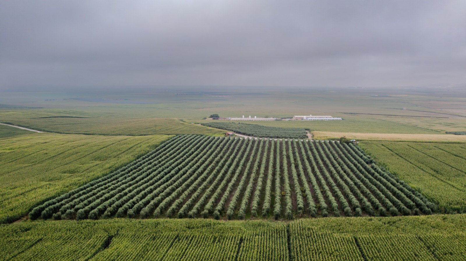 Camps d'oliveres d'OliCastelló a La Noguera