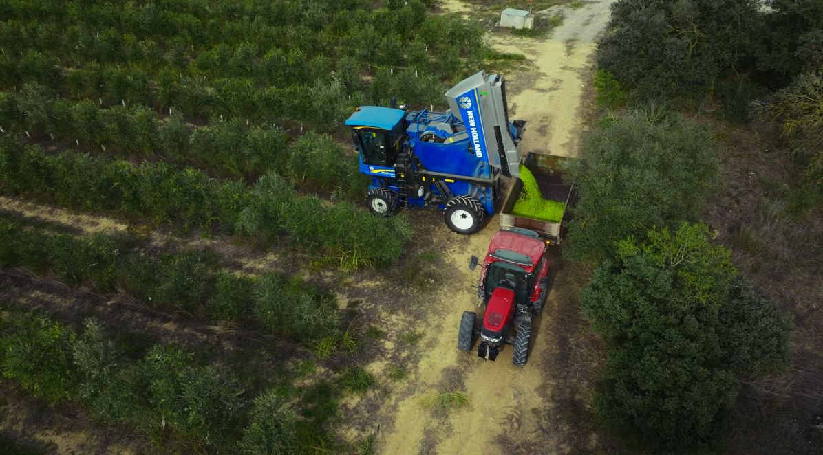 Tractor als camps d'oliveres d'OliCastelló
